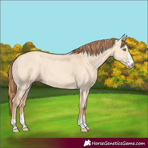 Horse Color:Gold Champagne Dun 