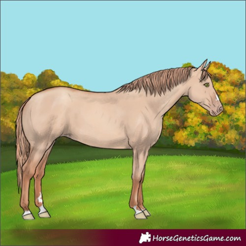 Horse Color:Gold Champagne Dun 