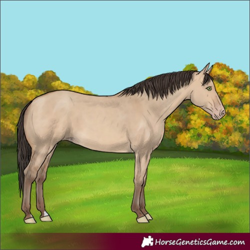 Horse Color:Amber Champagne Dun 