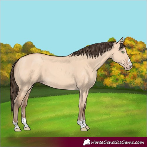 Horse Color:Amber Champagne Dun 