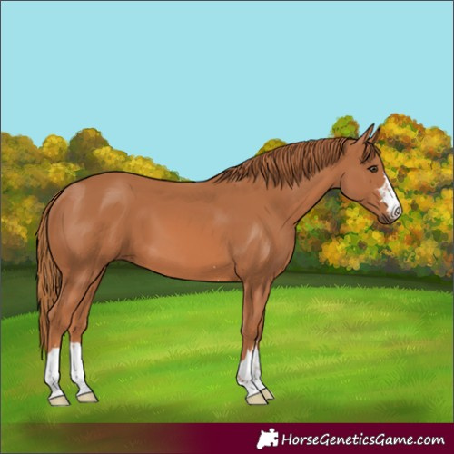 Horse Color:Chestnut 