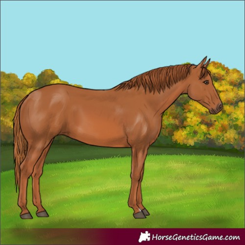 Horse Color:Chestnut 
