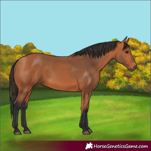 Horse Color:Bay 