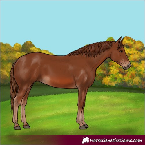 Horse Color:Chestnut 