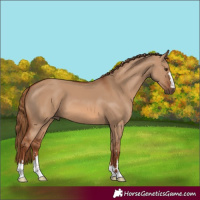 Horse Color:Red Dun 