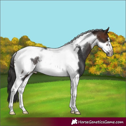 Horse Color:Brown Tobiano Frame Rabicano 