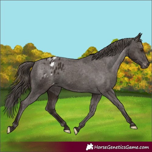 Horse Color:Liver Chestnut Appaloosa 