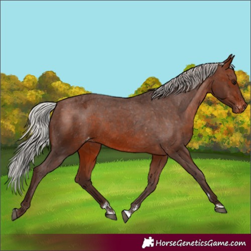 Horse Color:Silver Brown Appaloosa 