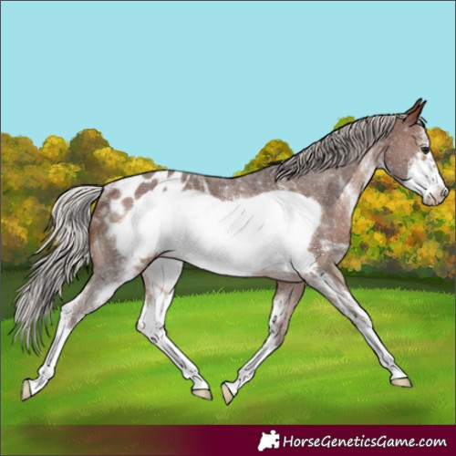 Horse Color:Silver Brown Sabino Frame Appaloosa Rabicano 