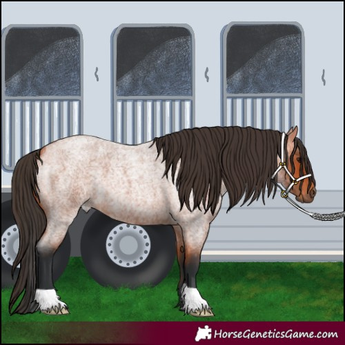 Horse Color:Bay Roan 