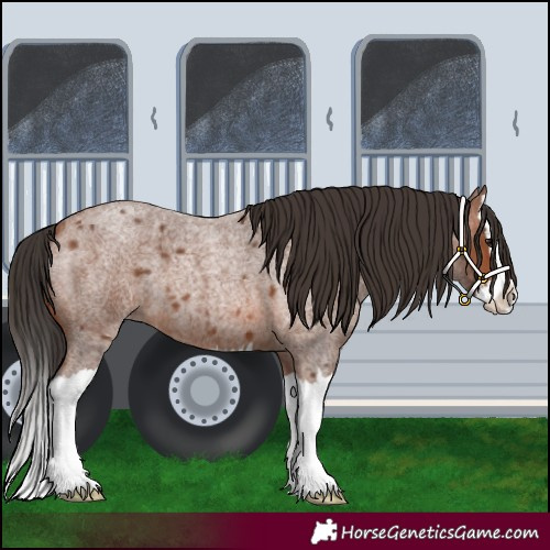 Horse Color:Bay Roan Splash 