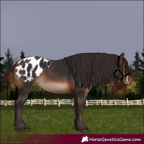 Horse Color:Brown Appaloosa 