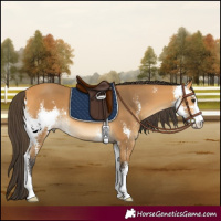 Horse Color:Buckskin Sabino 