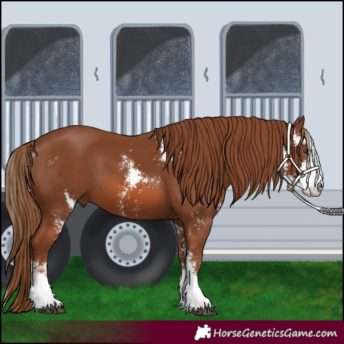 Horse Color:Chestnut Sabino 
