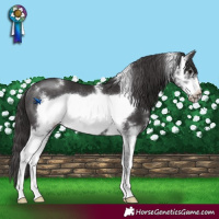 Horse Color:Smoky Black Sabino Frame Rabicano 