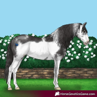 Horse Color:Smoky Black Sabino Frame Rabicano 