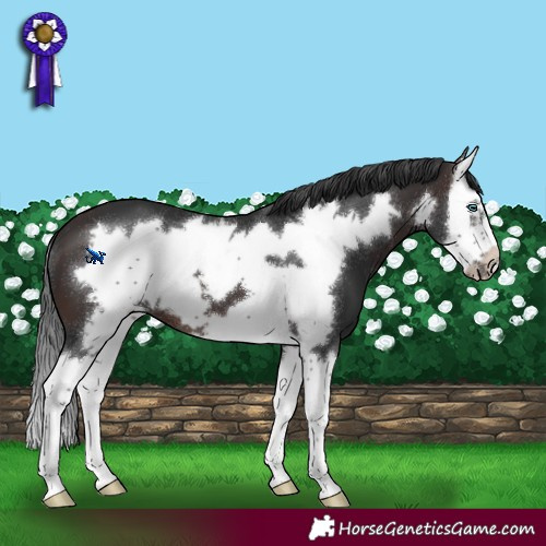 Horse Color:Brown Sabino Splash Frame 