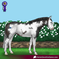 Horse Color:Brown Sabino Splash Frame