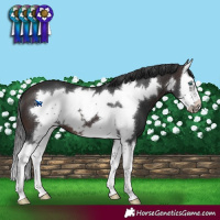 Horse Color:Brown Sabino Splash Frame 
