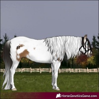 Horse Color:Gray Bay Dun Splash Tobiano Frame 