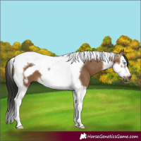 Horse Color:Gray Bay Dun Splash Tobiano Frame 
