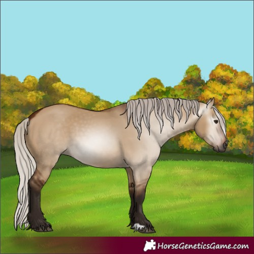 Horse Color:Gray Silver Bay Dun