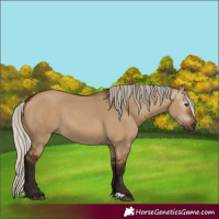 Horse Color:Gray Silver Bay Dun 