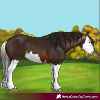 Horse Color:Gray Bay Splash 