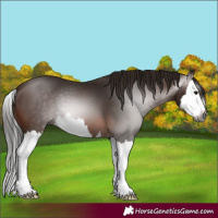 Horse Color:Gray Bay Splash 