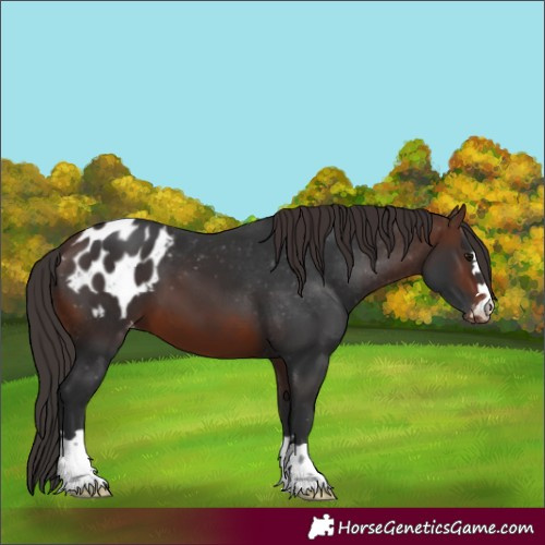 Horse Color:Brown Appaloosa