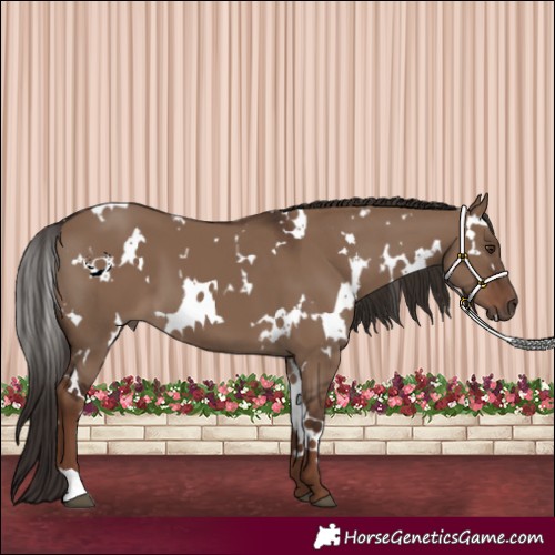 Horse Color:White Spotted Liver Red Dun 