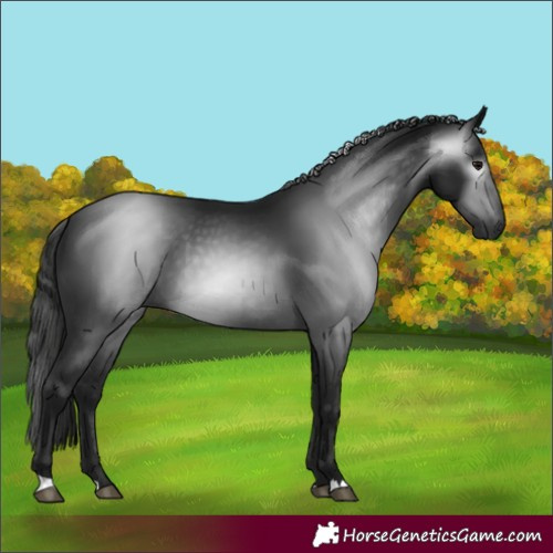 Horse Color:Gray Black 