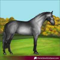 Horse Color:Gray Black 