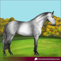 Horse Color:Gray Black 