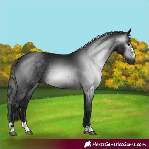 Horse Color:Gray Black