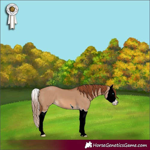 Horse Color:Red Dun Splash 