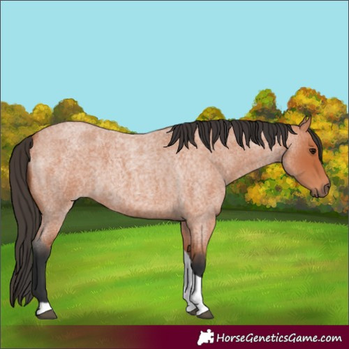 Horse Color:Bay Roan Tobiano 
