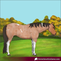 Horse Color:Bay Roan Tobiano 