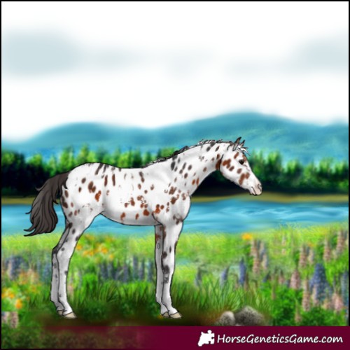 Horse Color:White Spotted Bay Near Leopard 