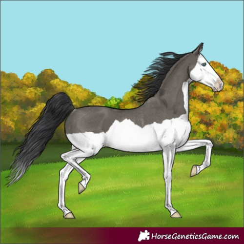 Horse Color:Grullo Splash Rabicano 