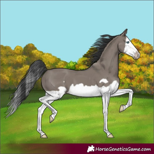 Horse Color:Grullo Splash Frame 