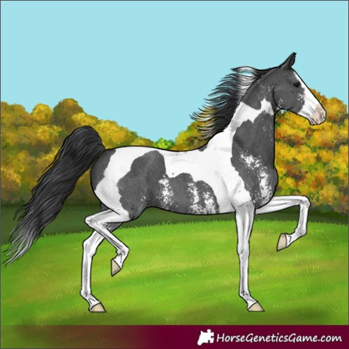 Horse Color:Black Sabino Splash Tobiano 