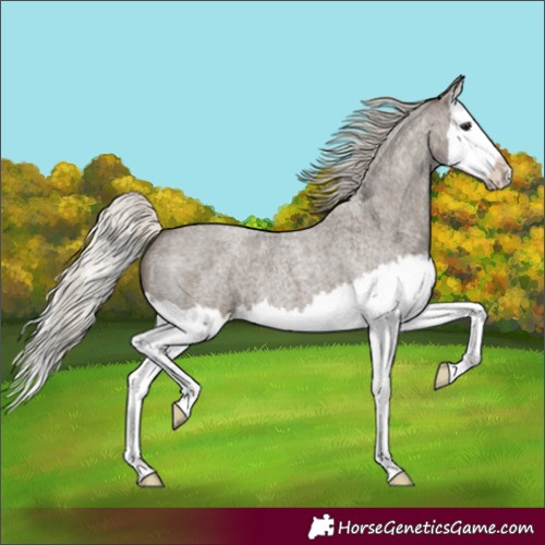 Horse Color:Silver Smoky Blue Roan Splash 