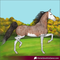 Horse Color:Bay Roan Splash