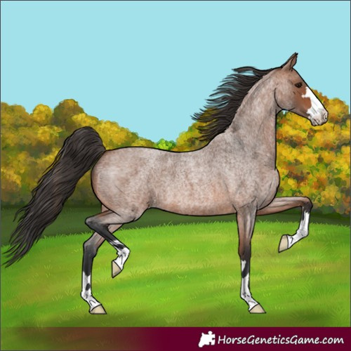 Horse Color:Bay Roan 
