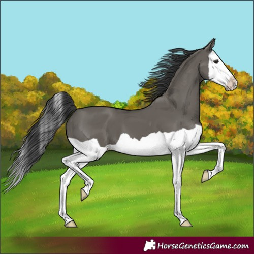 Horse Color:Grullo Splash 