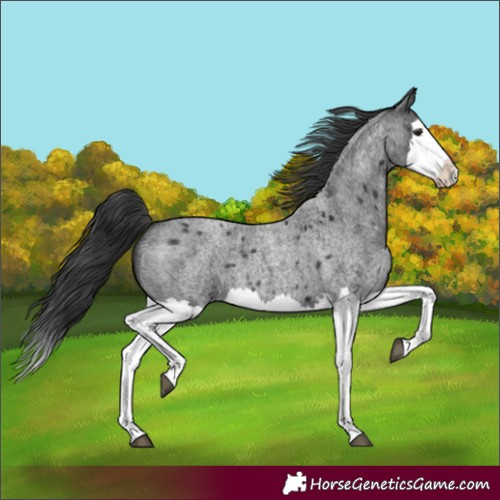 Horse Color:Blue Roan Splash 