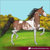 Horse Color:Bay Sabino Tobiano 