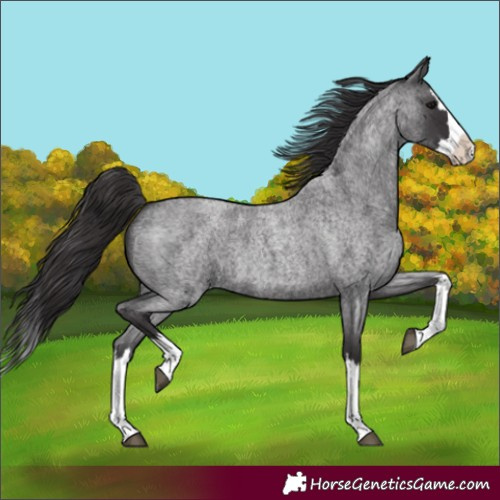 Horse Color:Smoky Blue Roan Splash 