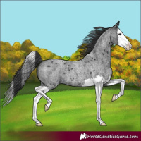 Horse Color:Blue Roan Splash 